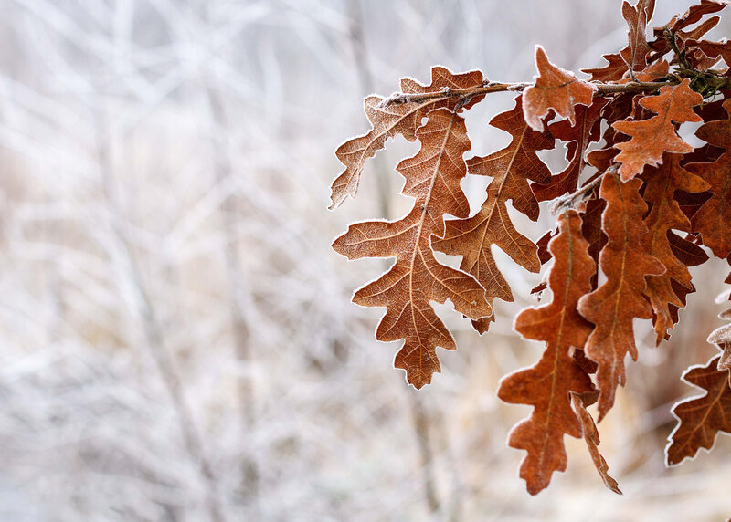 Frost-covered Oak Leaves — Brown