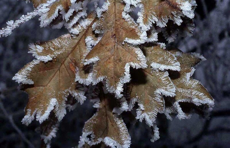 frost-covered oak leaves