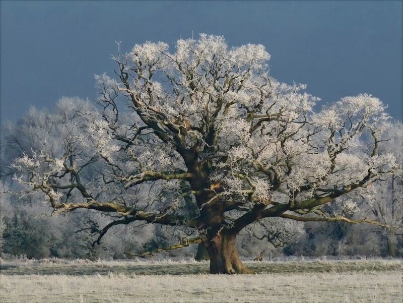 Frost-covered Oak Tree