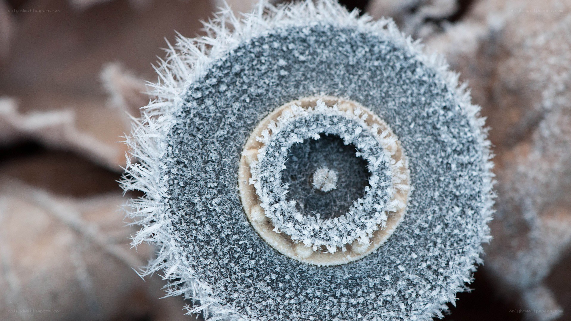 frost-covered object close-up