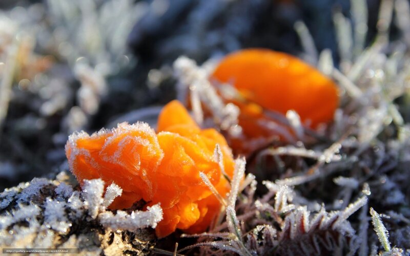 Frost-covered orange berries