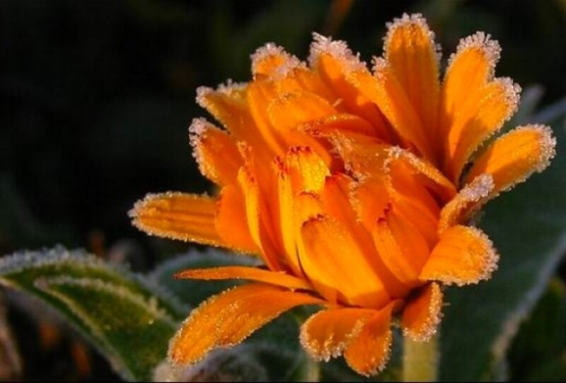Frost-covered Orange Flower