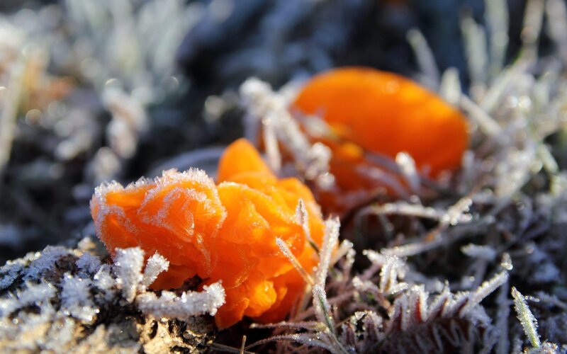 Frost-covered orange fungi