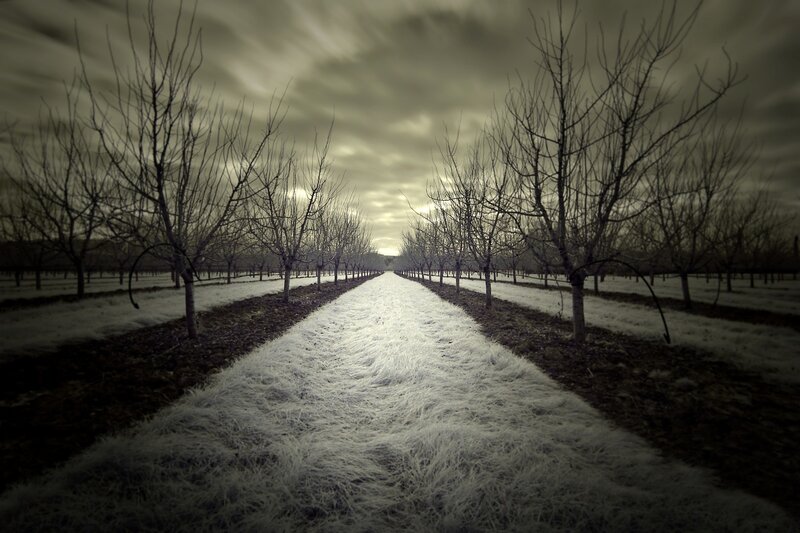 Frost-covered Orchard Path