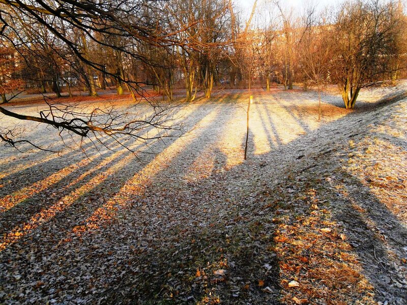 Frost-covered Park Ground