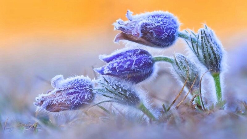 Frost-covered Pasqueflower Buds — Purple