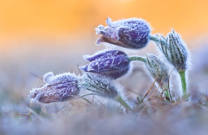 Frost-covered pasqueflower buds