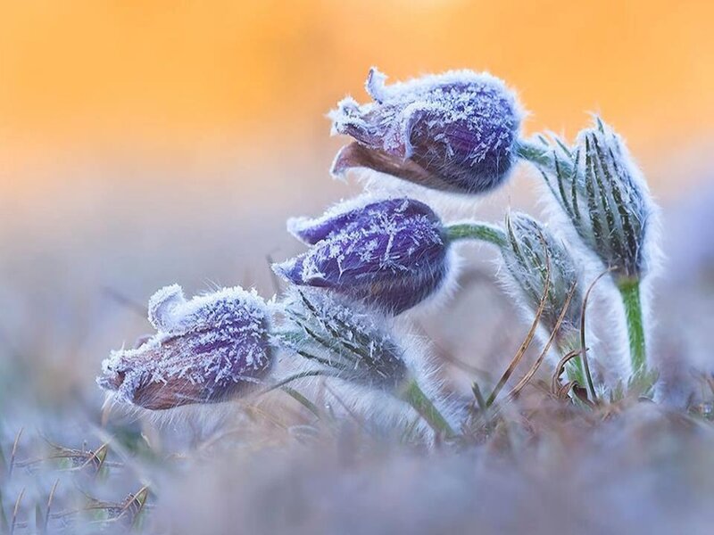 Frost-covered Pasqueflower