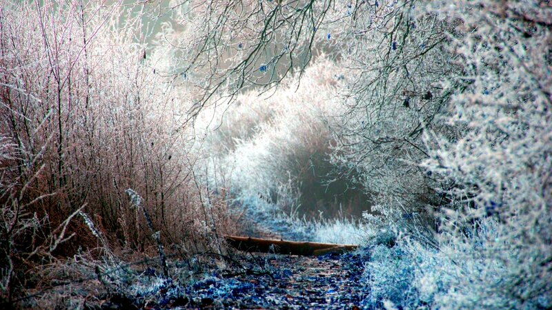 Frost-covered Path in Forest