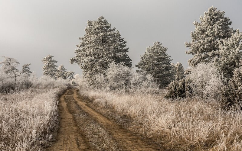 Frost-covered Path in Forest — White, Cold