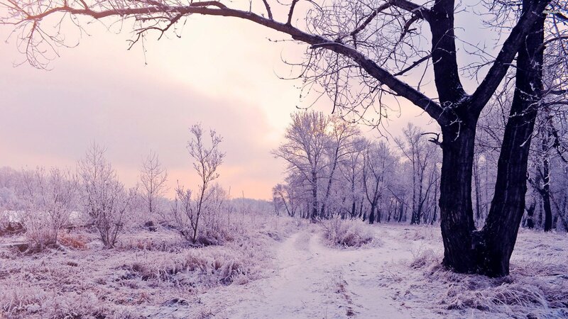 Frost-covered Path in Forest — White, Serene