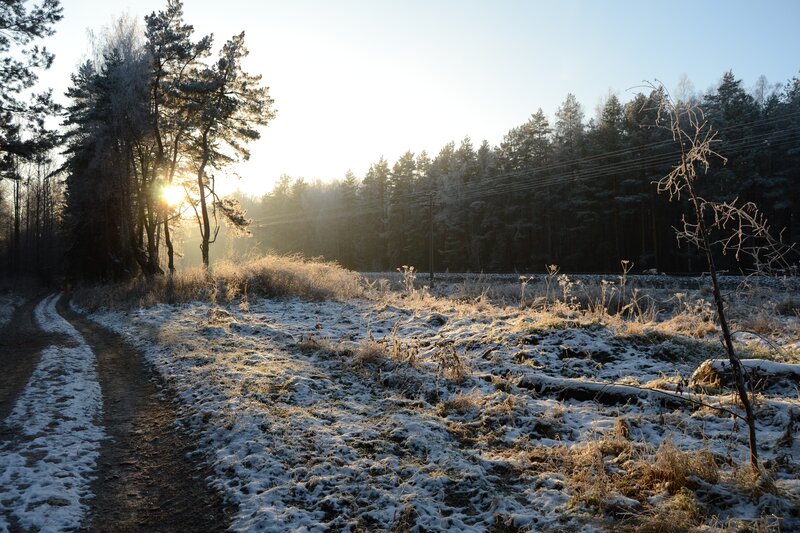 Frost-covered Path in Forest — White, Serene, Winter