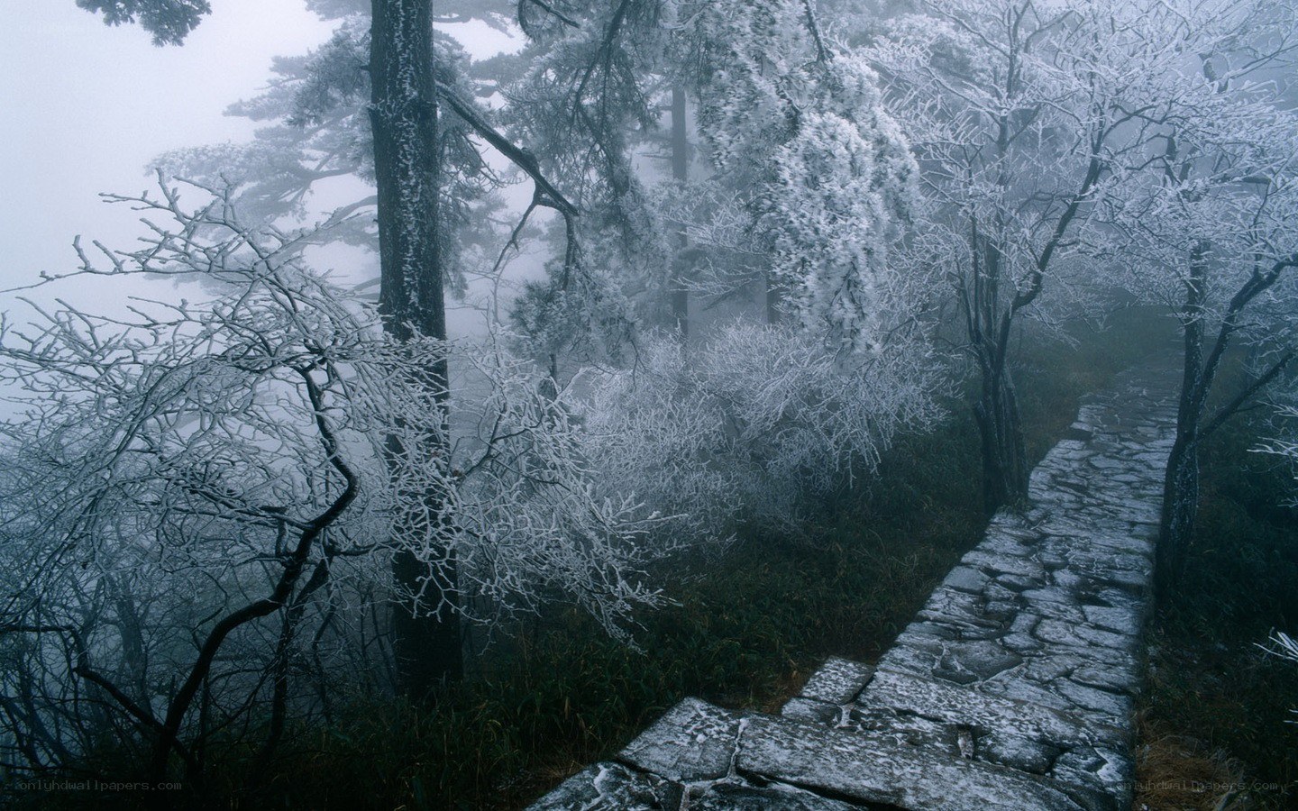 frost-covered path in misty forest