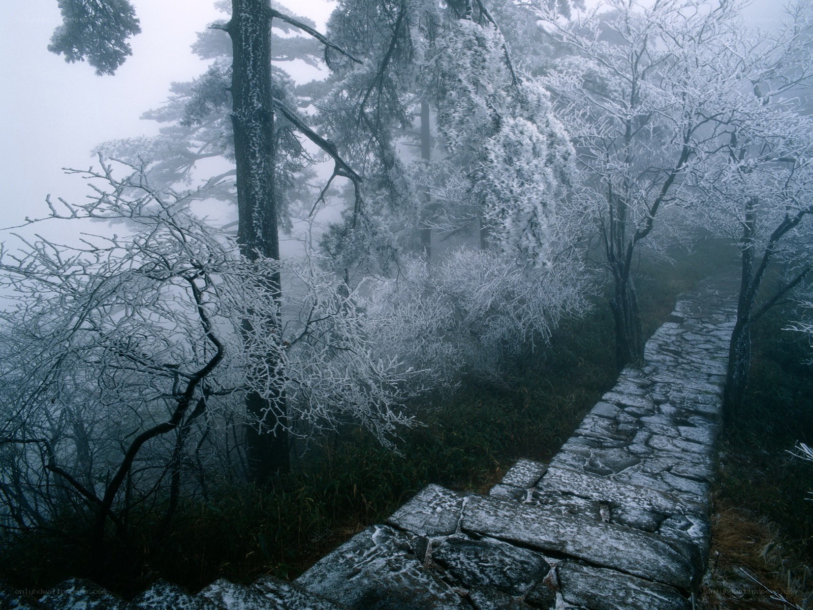Frost-covered path in misty forest