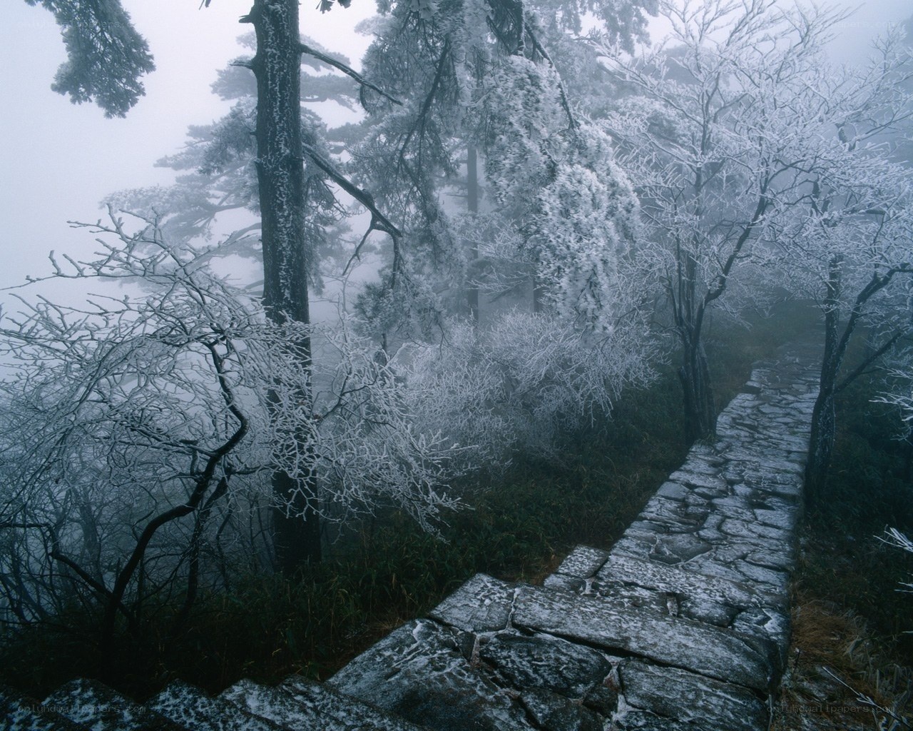 frost-covered path in misty forest