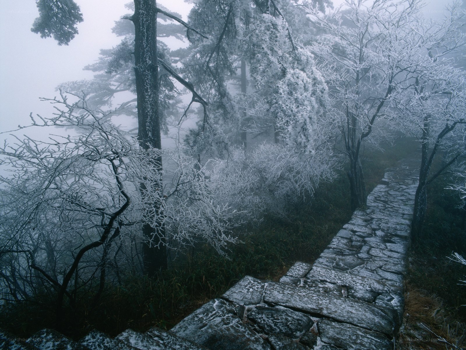 Frost-covered path in misty forest