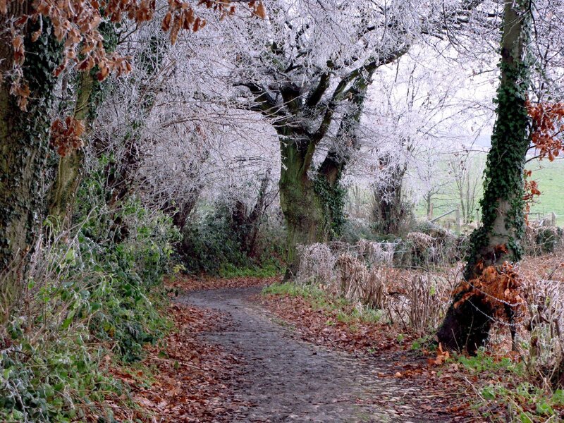 frost-covered path in winter
