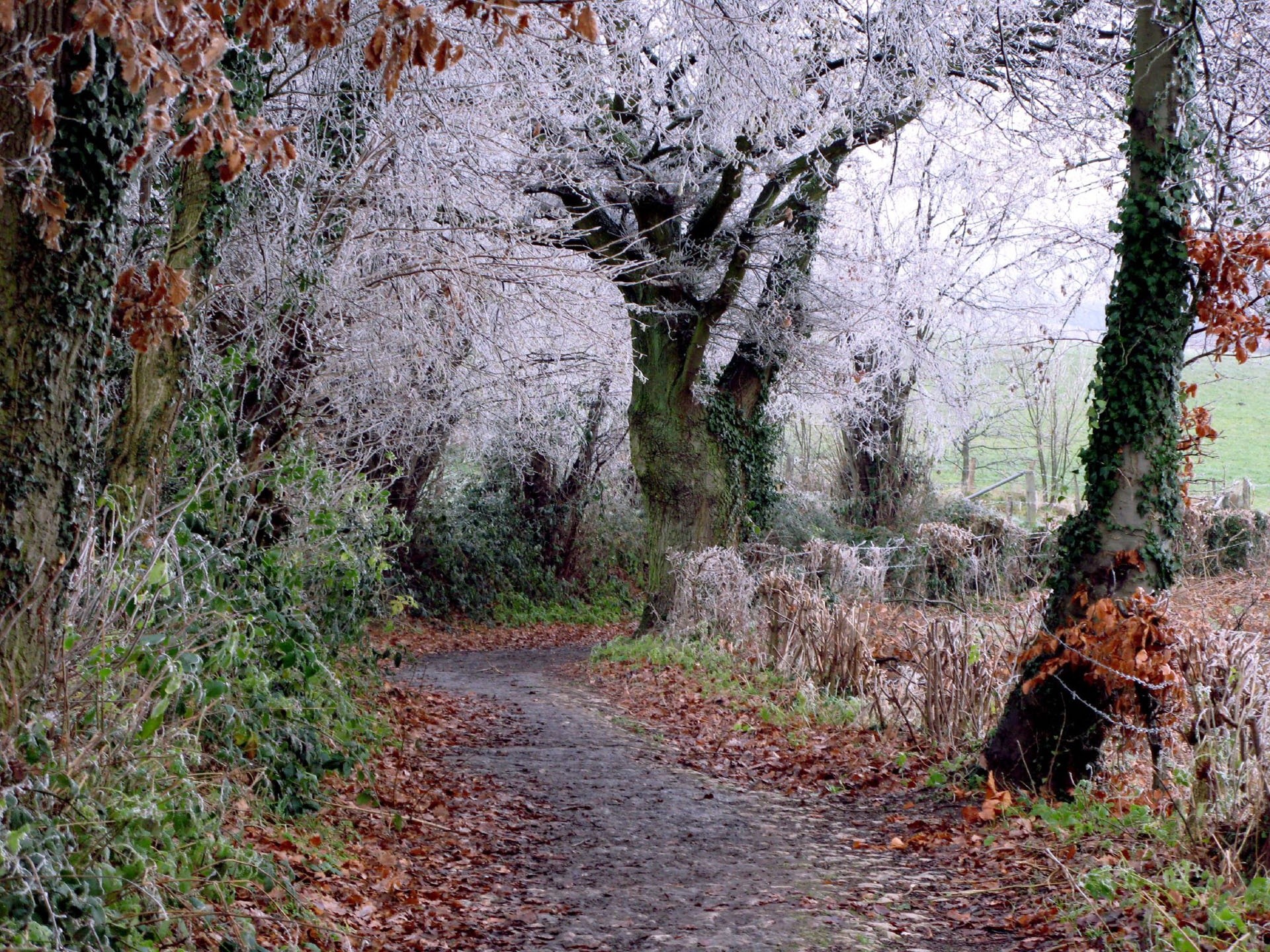 frost-covered path in winter