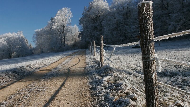 Frost-covered Path — White, Serene