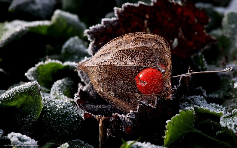 Frost-covered physalis fruit