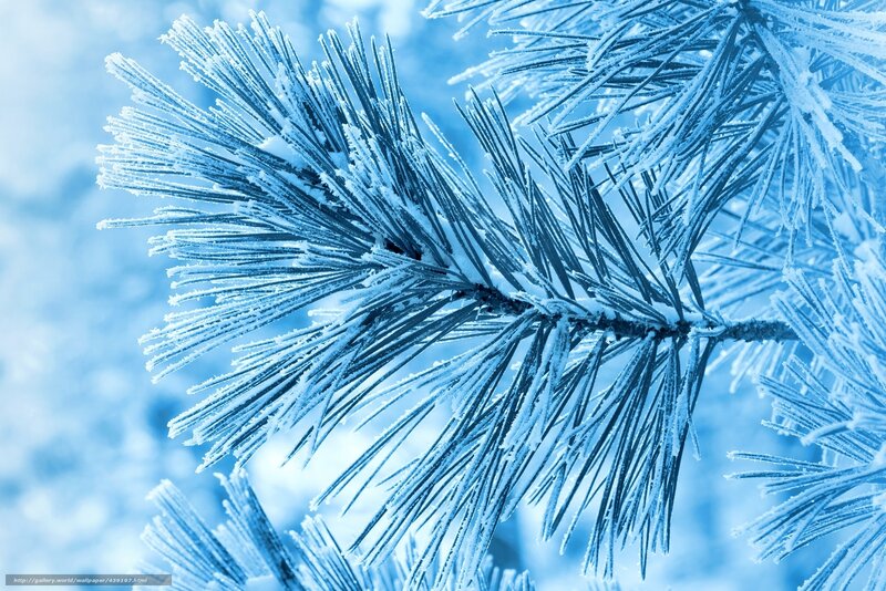 Frost-covered pine branch