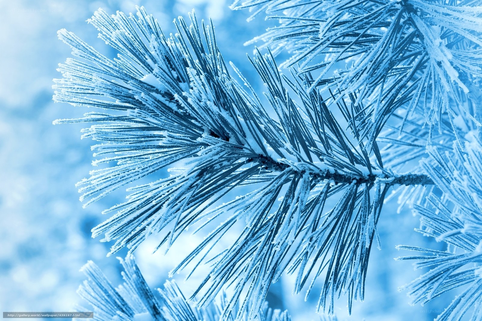 Frost-covered pine branch