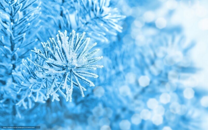 frost-covered pine branch