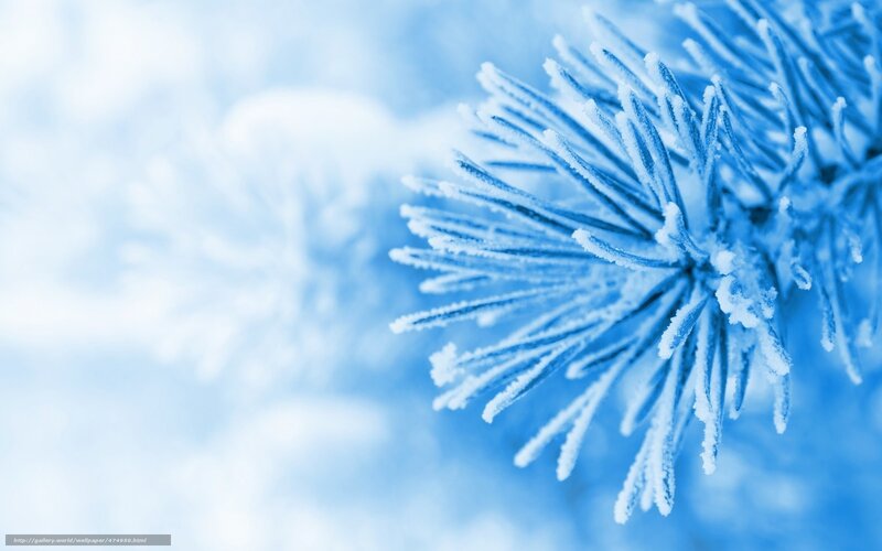 frost-covered pine branch