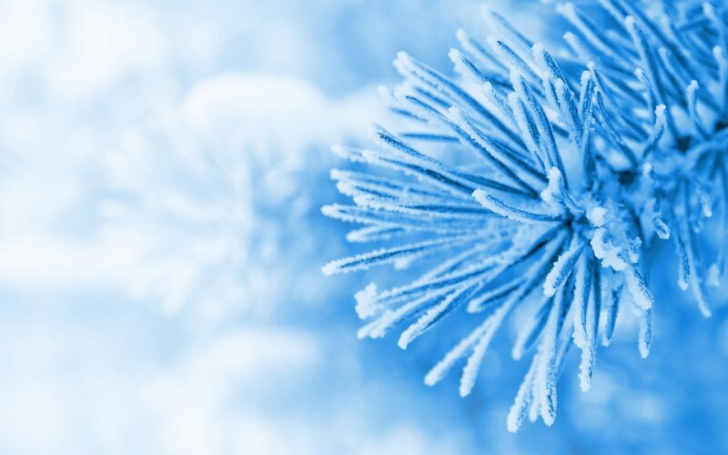 frost-covered pine branch