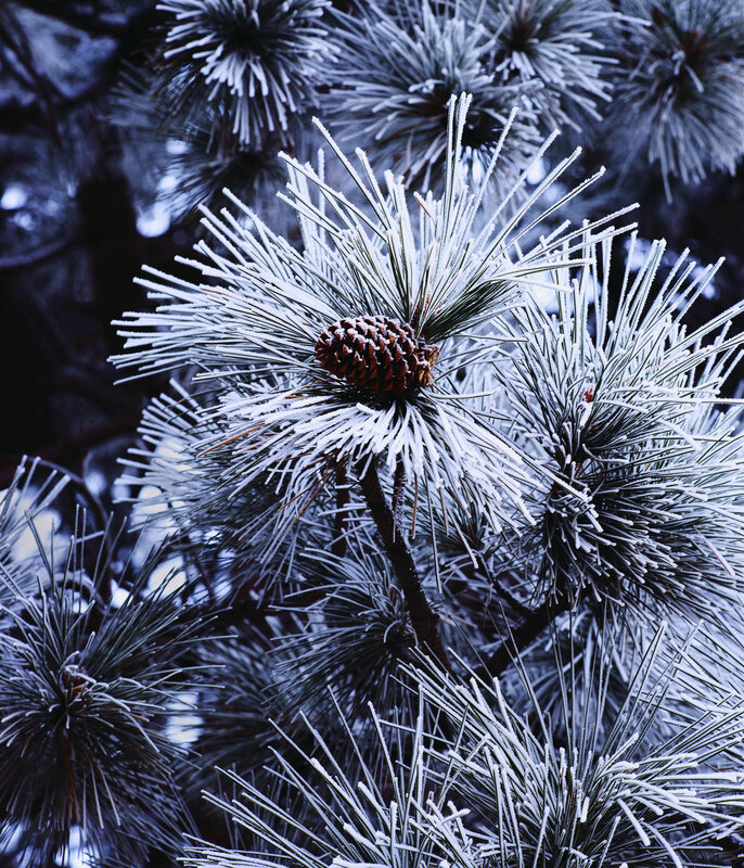 Frost-covered pine branch