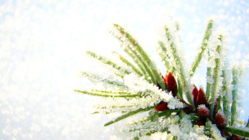 Frost-covered pine branch