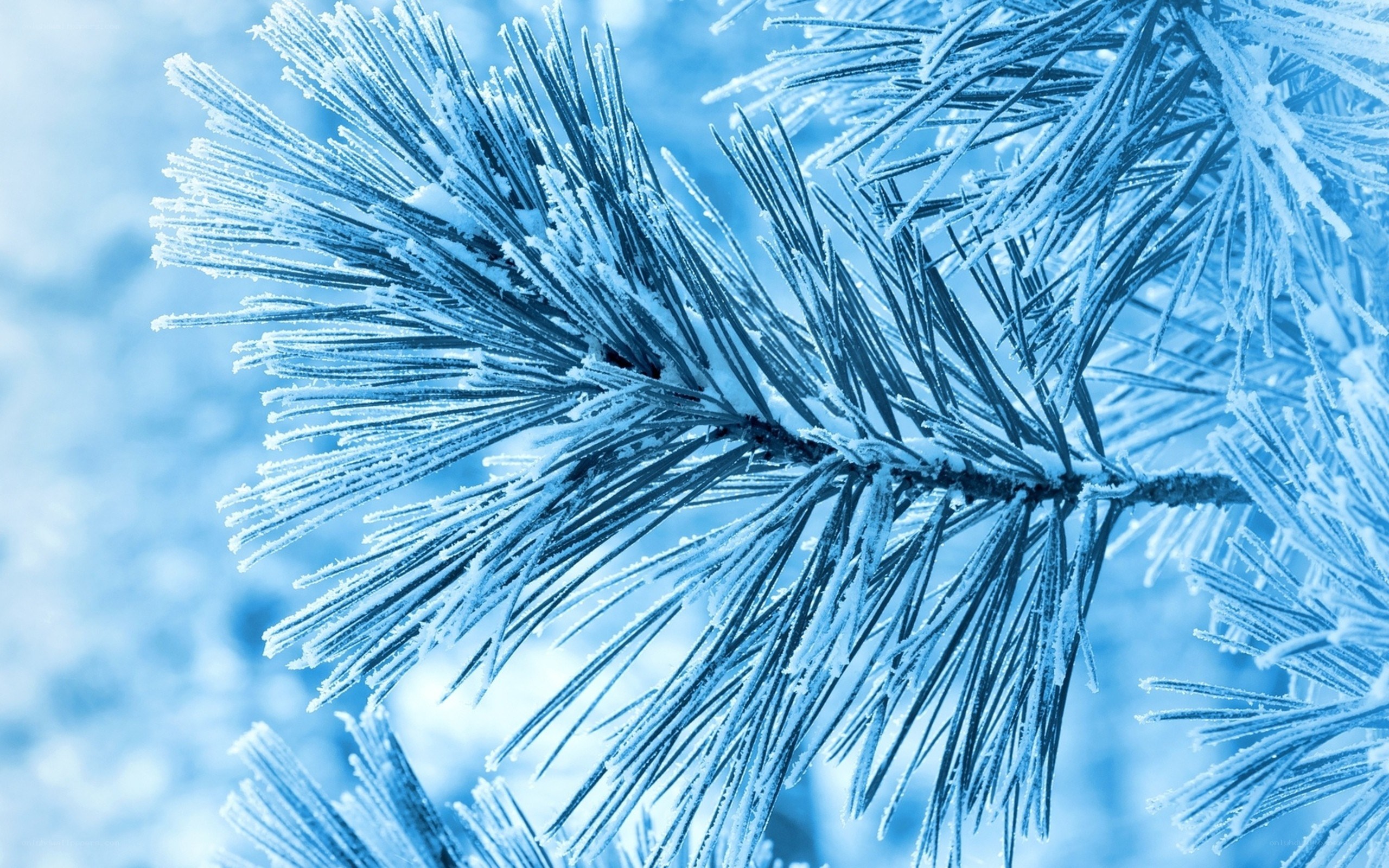 frost-covered pine branch