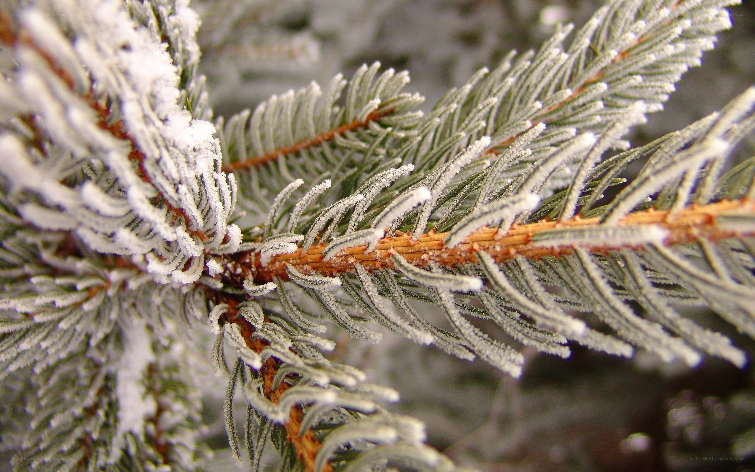 Frost-covered pine branch