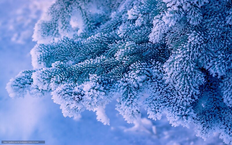 Frost-covered pine branch