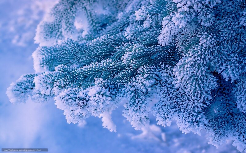 Frost-covered pine branch