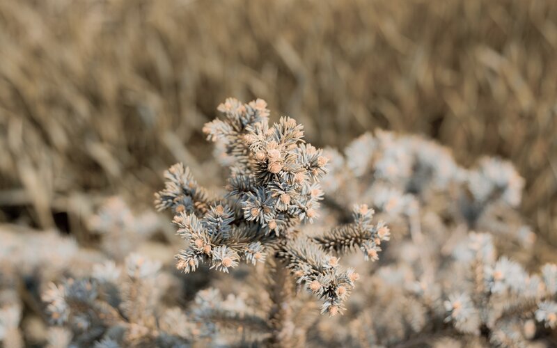 Frost-covered Pine Branch — Blue, Calm