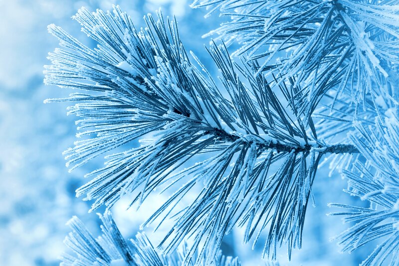 Frost-covered Pine Branch — Blue, Cold