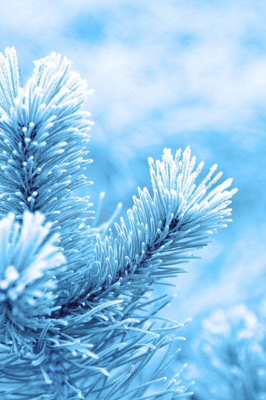 Frost-covered Pine Branch — Blue, Cold, Winter, Photograph, Pine Needles, Frost, White, Portrait