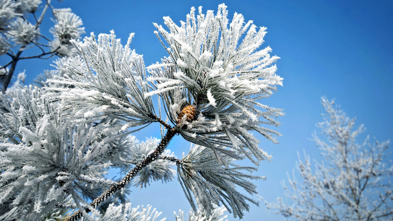 Frost-covered Pine Branch — Blue, Cold, Winter, Photograph, Pine Needles, Pine Cone