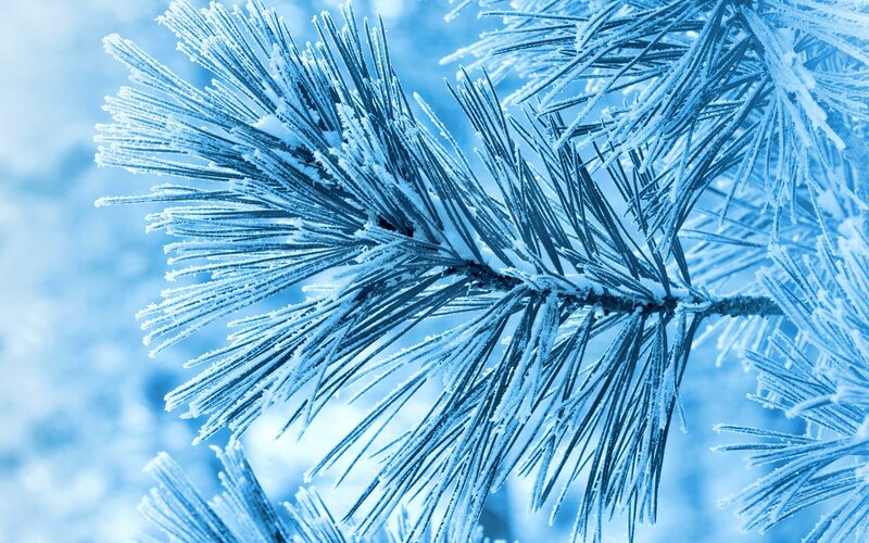 Frost-covered Pine Branch — Blue, Cold, Winter, Photograph, Pine Needles, Snow