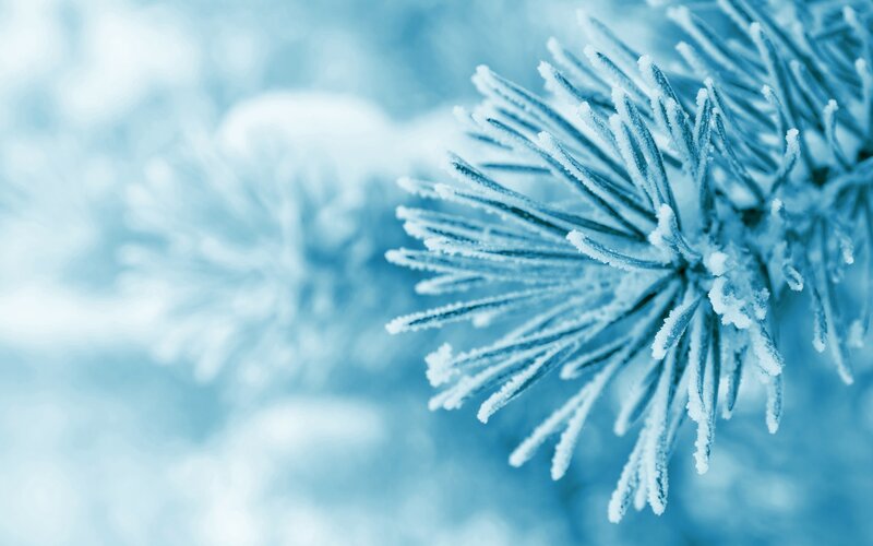 Frost-covered Pine Branch — Blue, Cold, Winter, Photograph, Pine Needles