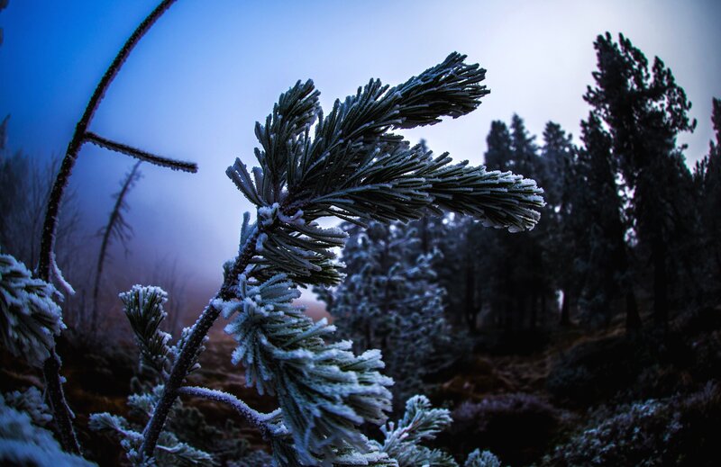 Frost-covered Pine Branch — Blue, Cold, Winter, Photograph, Pine Trees