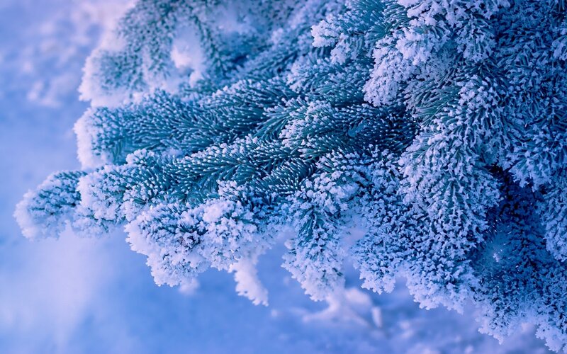 Frost-covered Pine Branch — Blue, Cold, Winter, Photograph, Snow