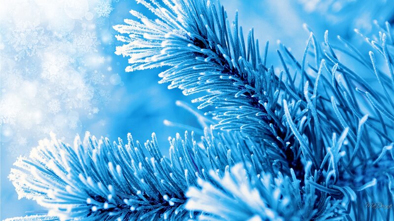 Frost-covered Pine Branch — Blue, Cold, Winter, Photograph, Snowflakes
