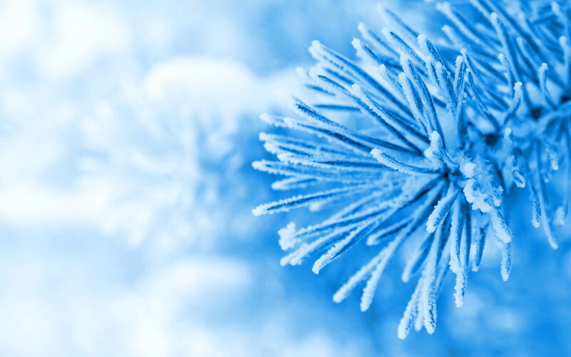 Frost-covered Pine Branch — Blue, Cold, Winter, Photograph