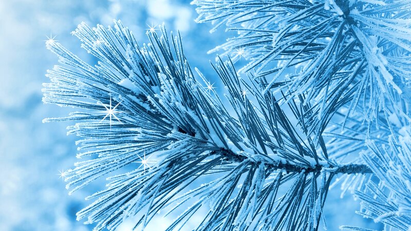 Frost-covered Pine Branch — Blue, Cold, Winter