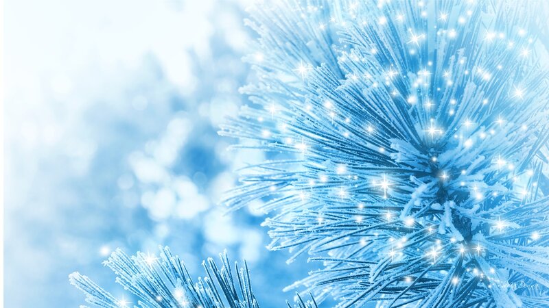 Frost-covered Pine Branch — Blue, Serene