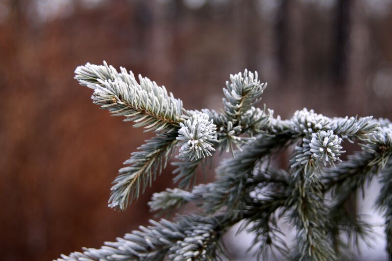 Frost-covered Pine Branch — Green, Calm