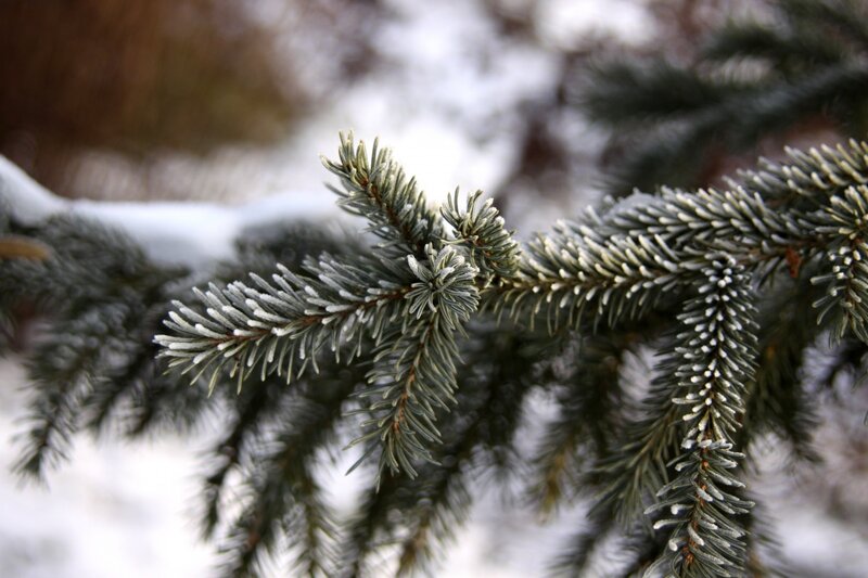 Frost-covered Pine Branch — Green, Calm, Winter