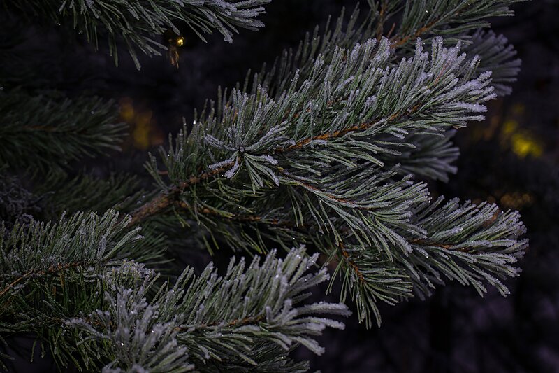 Frost-covered Pine Branch — Green, Cold, Night